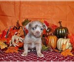Puppy Horton Chihuahua