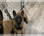Small Photo #245 Belgian Malinois Puppy For Sale in REESEVILLE, WI, USA