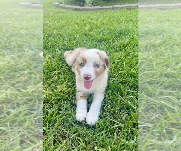 Medium Photo #1 Australian Shepherd Puppy For Sale in MOSELLE, MS, USA