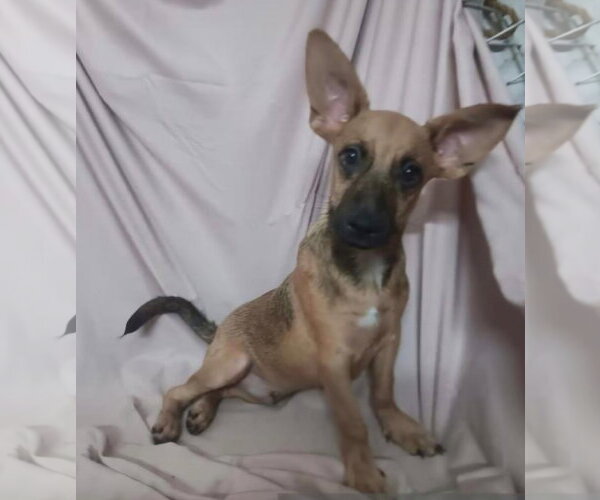 Medium Photo #6 Chihuahua-Unknown Mix Puppy For Sale in Virginia Beach, VA, USA