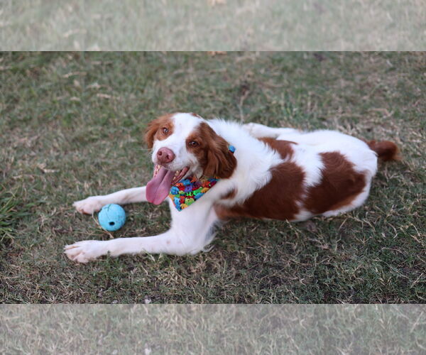 Medium Photo #3 Brittany Puppy For Sale in Curwensville, PA, USA