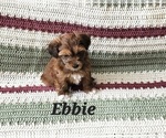 Puppy Ebbie Havanese