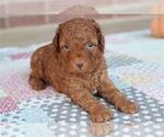 Puppy Mini Goldendoodle