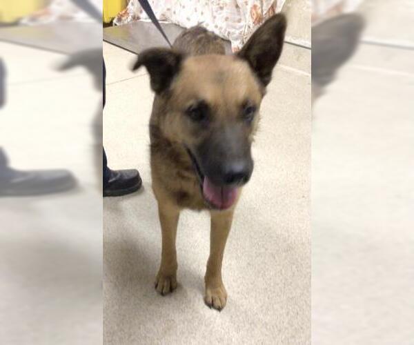 Medium Photo #1 Mutt Puppy For Sale in Riverside, CA, USA