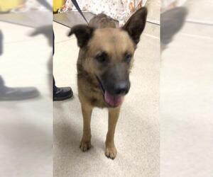 Mutt Dogs for adoption in Riverside, CA, USA