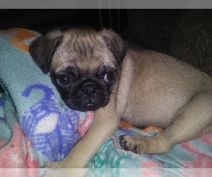 Pug Puppy for sale in FORT WAYNE, IN, USA