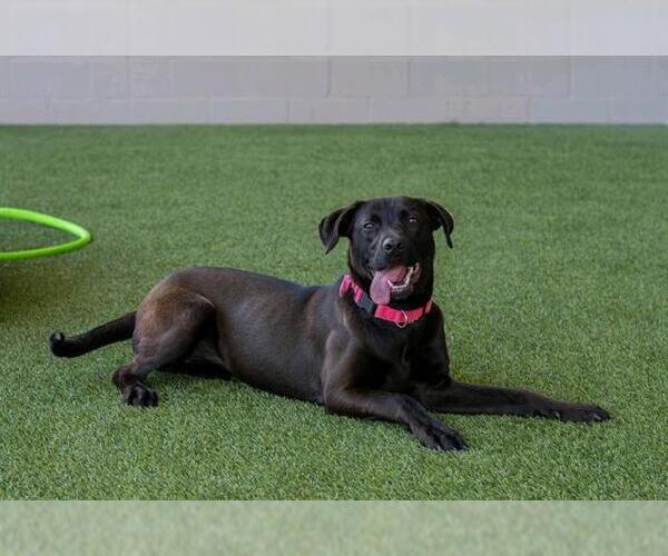 Medium Photo #2 Labrador Retriever-Unknown Mix Puppy For Sale in Baytown, TX, USA
