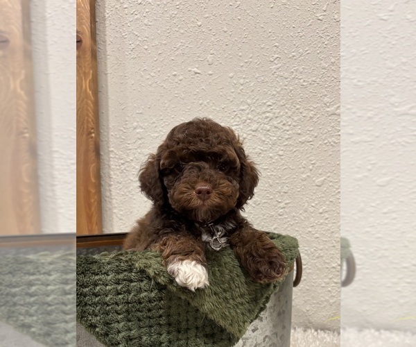 Medium Photo #5 Whoodle (Miniature) Puppy For Sale in DOSS, MO, USA