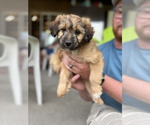 Aussie-Poo Puppy for sale in POCATELLO, ID, USA