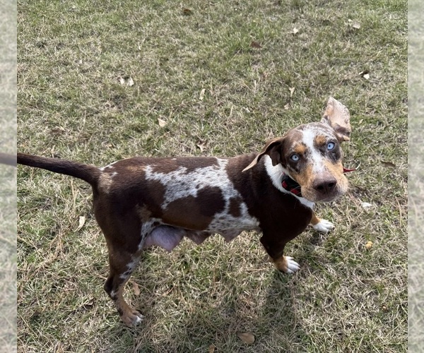 Medium Photo #1 Catahoula Leopard Dog Puppy For Sale in KEITHVILLE, LA, USA