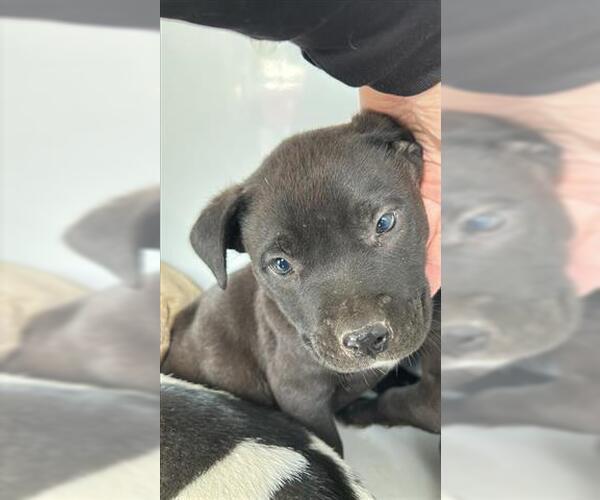 Medium Photo #1 Shepradors Puppy For Sale in Houston, TX, USA