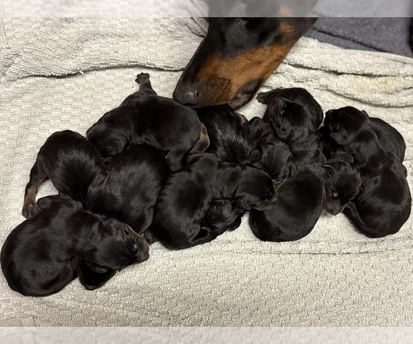 Medium Photo #11 Doberman Pinscher Puppy For Sale in NEWTON, NC, USA