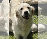 Small #3 English Cream Golden Retriever