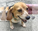 Small #3 Beagle