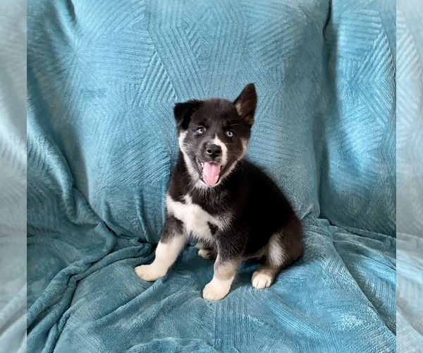 Medium Photo #1 Siberian Husky Puppy For Sale in N LAS VEGAS, NV, USA