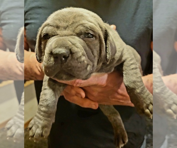 Medium Photo #4 Cane Corso Puppy For Sale in NUNICA, MI, USA