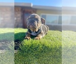 Small #9 English Bulldog