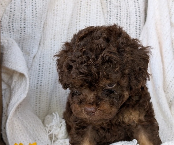 Medium Photo #54 Cock-A-Poo Puppy For Sale in GOSHEN, IN, USA