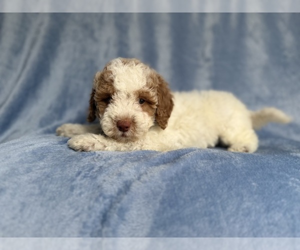 Medium Photo #3 Poodle (Miniature) Puppy For Sale in LAKELAND, FL, USA