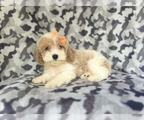 Medium Photo #1 Cock-A-Poo Puppy For Sale in LAKELAND, FL, USA