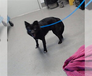 Pomsky Dogs for adoption in San Francisco, CA, USA