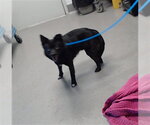 Small Pomsky