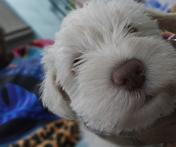 Medium Photo #5 Schnauzer (Miniature) Puppy For Sale in CHESAPEAKE, VA, USA