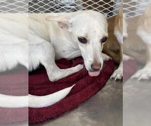 Chihuahua Dogs for adoption in Bakersfield, CA, USA
