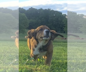 Border Collie-Redbone Coonhound Mix Puppy for sale in HILLSBORO, WI, USA
