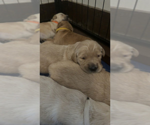 Golden Retriever Puppy for sale in JUSTIN, TX, USA