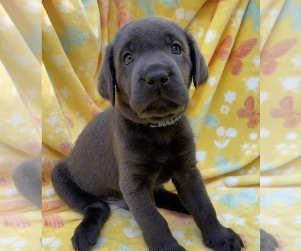 Medium Photo #19 Labrador Retriever Puppy For Sale in HOLLY SPRINGS, NC, USA