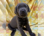 Small Photo #19 Labrador Retriever Puppy For Sale in HOLLY SPRINGS, NC, USA