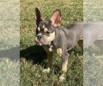 Small #1 Faux Frenchbo Bulldog