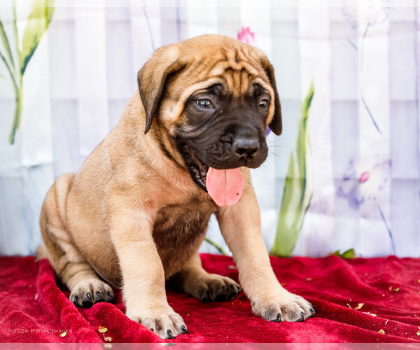 Medium Photo #5 Mastiff Puppy For Sale in WAKARUSA, IN, USA
