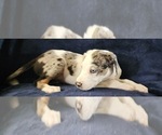 Small #19 Catahoula Leopard Dog