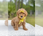 Small Photo #8 Goldendoodle Puppy For Sale in FROSTPROOF, FL, USA