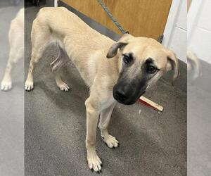 Anatolian Shepherd-Mastiff Mix Dogs for adoption in Forestville, MD, USA