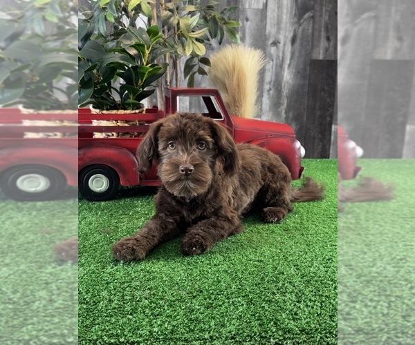 Medium Photo #2 Havanese Puppy For Sale in CANOGA, NY, USA