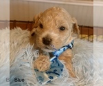 Puppy Blue boy Poochon
