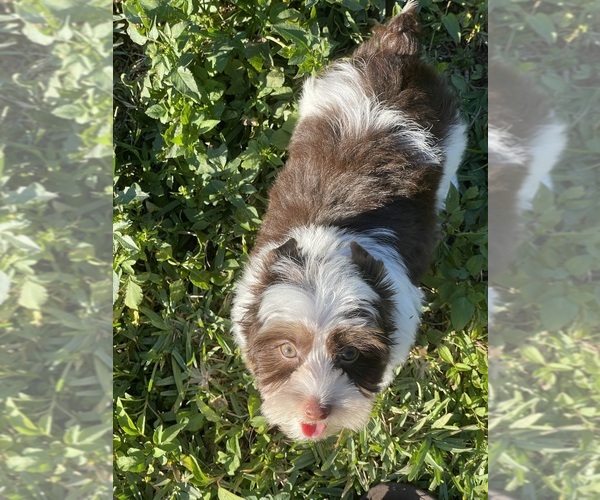 Medium Photo #4 Yorkshire Terrier Puppy For Sale in MIAMI, FL, USA