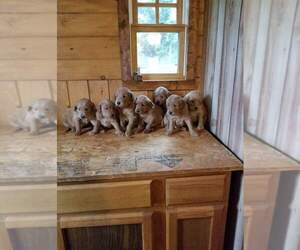 Golden Retriever-Mutt Mix Puppy for sale in MARTINSVILLE, VA, USA