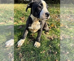 American Pit Bull Terrier Puppy for Sale in BROCKTON, Massachusetts USA