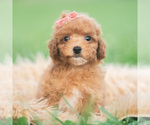 Small #3 Poodle (Toy)