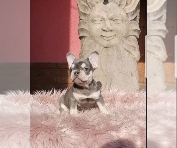 Medium Photo #3 French Bulldog Puppy For Sale in KENNESAW, GA, USA