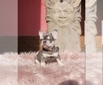 Small Photo #3 French Bulldog Puppy For Sale in KENNESAW, GA, USA