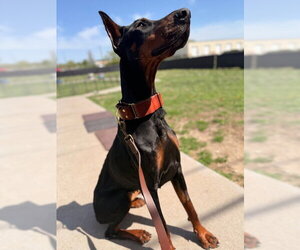 Doberman Pinscher Dogs for adoption in Omaha, NE, USA