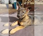 Small #9 German Shepherd Dog Mix