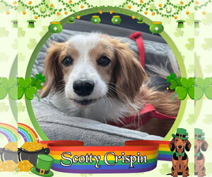 Dachshund Dogs for adoption in San Antonio, TX, USA