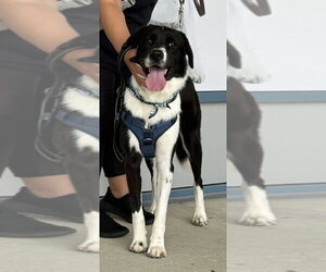 Rancher - Male Great Pyrenees-Unknown Mix Dog for Adoption - Photo #17
