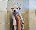 Small Photo #2 Bull Terrier-Unknown Mix Puppy For Sale in Rockwall, TX, USA